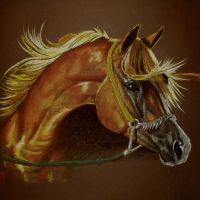 Sunny Arabian Horse, pastel, 70x100 cm